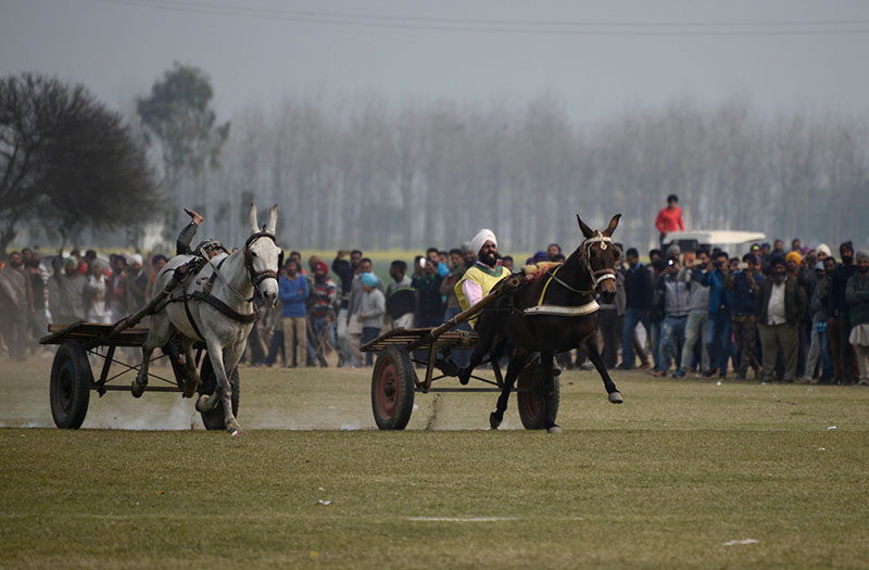 A cart race looks positively tame compared to some of the other events at the Rural Olympics. A cart race looks positively tame compared to some of the other events at the Rural Olympics.