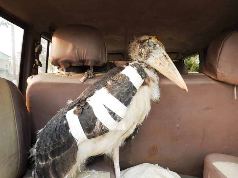 A Greater Adjutant stork just after it fell from a tree, was rescued and given preliminary medical treatment. It had a broken wing and a head injury. Image Credit: Purnima Barman A Greater Adjutant stork just after it fell from a tree, was rescued and given preliminary medical treatment. It had a broken wing and a head injury. Image Credit: Purnima Barman