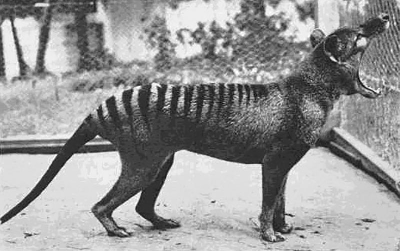 Thylacines could open their mouths 80 degrees. But while their maws were large, their jaws were relatively weak. Thylacines could open their mouths 80 degrees. But while their maws were large, their jaws were relatively weak.