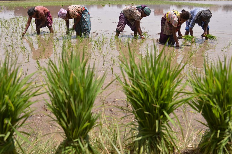 Man-made wetlands such as paddy fields do not come under the purview of the wetland rules. (Credit: Narinder Nanu/ AFP) Man-made wetlands such as paddy fields do not come under the purview of the wetland rules. (Credit: Narinder Nanu/ AFP)