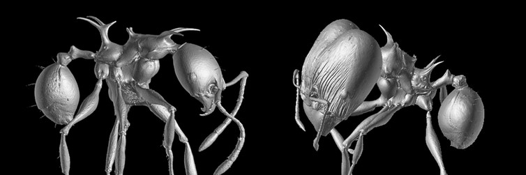 Not fire-breathing, but still pretty scary. Fischer et al Not fire-breathing, but still pretty scary. Fischer et al