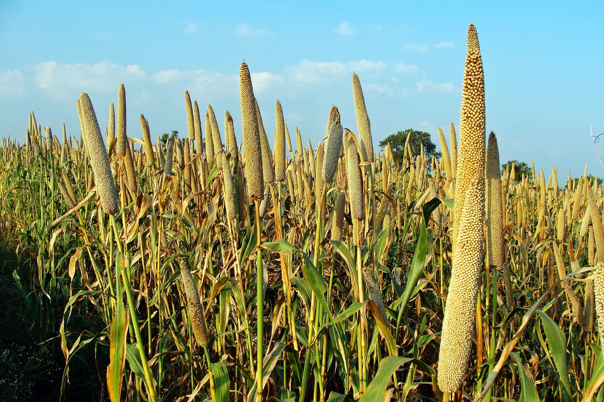 A millet field. Photo credit: Pixabay A millet field. Photo credit: Pixabay