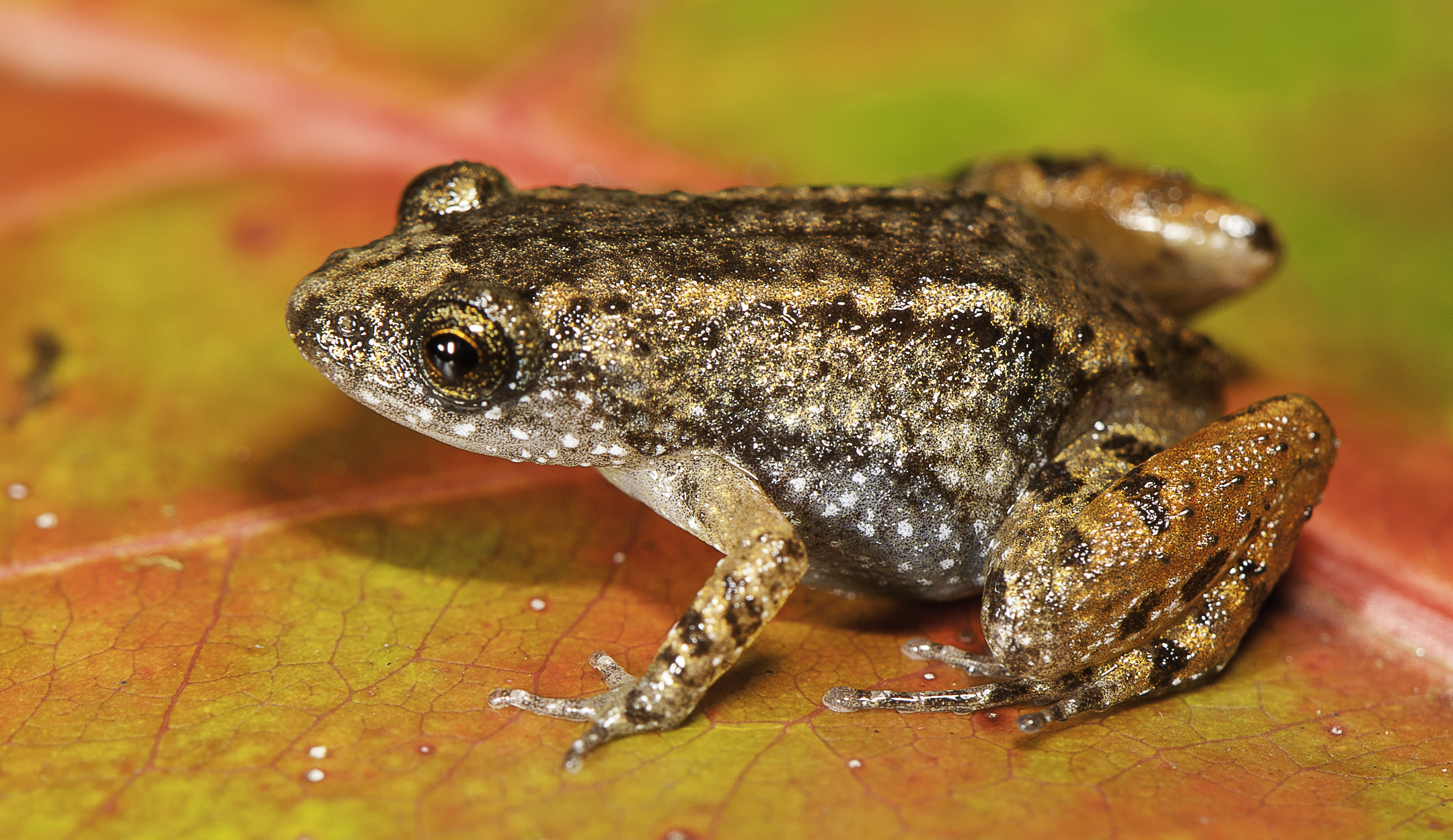 Sabarimala Night Frog (Nyctibatrachus sabarimalai), a 12.3 mm miniature-sized frog found in close vicinity of the Sabarimala temple in Kerala. (Photo credit SD Biju). Sabarimala Night Frog (Nyctibatrachus sabarimalai), a 12.3 mm miniature-sized frog found in close vicinity of the Sabarimala temple in Kerala. (Photo credit SD Biju).