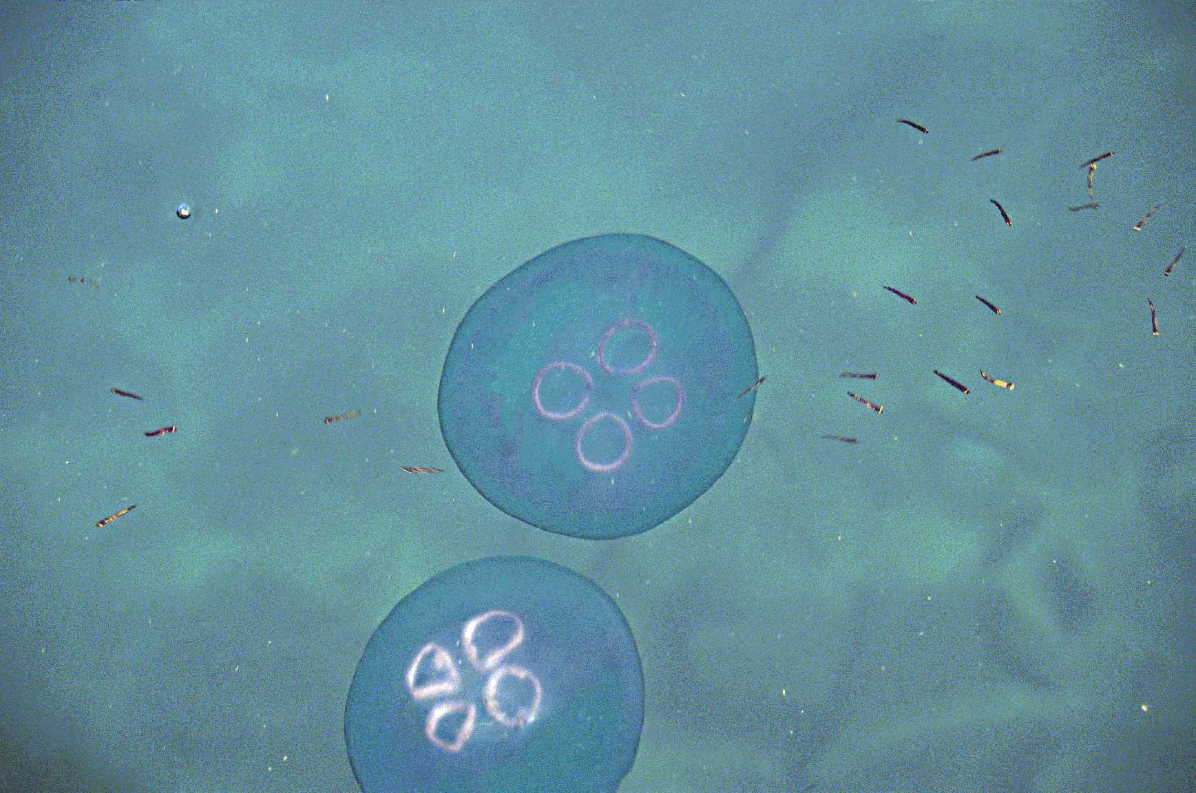 Jellyfish at Ross Islan (Photograph by Pankaj Sekhsaria). Jellyfish at Ross Islan (Photograph by Pankaj Sekhsaria).