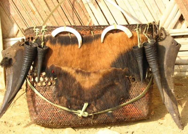 A priest’s basket made with the parts of a Himalayan serow, a wild pig and Malayan sunbear. (Photo credit: Rohit Naniwadekar). A priest’s basket made with the parts of a Himalayan serow, a wild pig and Malayan sunbear. (Photo credit: Rohit Naniwadekar).