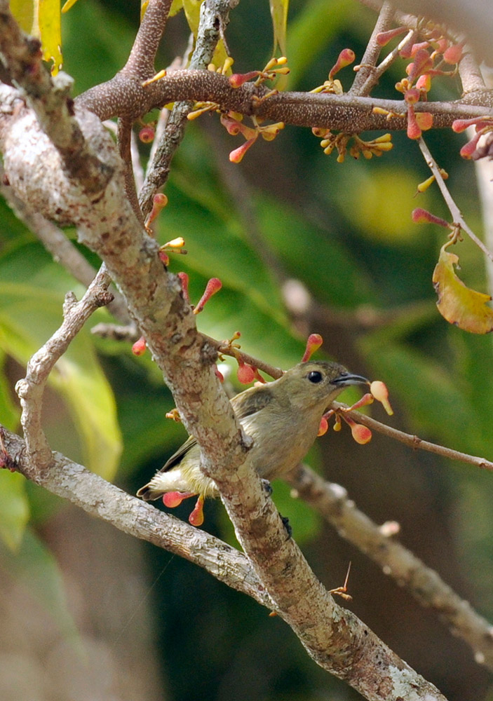 Plain flowerpecker with a mistletoe fruit in Dampa Tiger Reserve, Mizoram. Photo credit: TR Shankar Raman Plain flowerpecker with a mistletoe fruit in Dampa Tiger Reserve, Mizoram. Photo credit: TR Shankar Raman