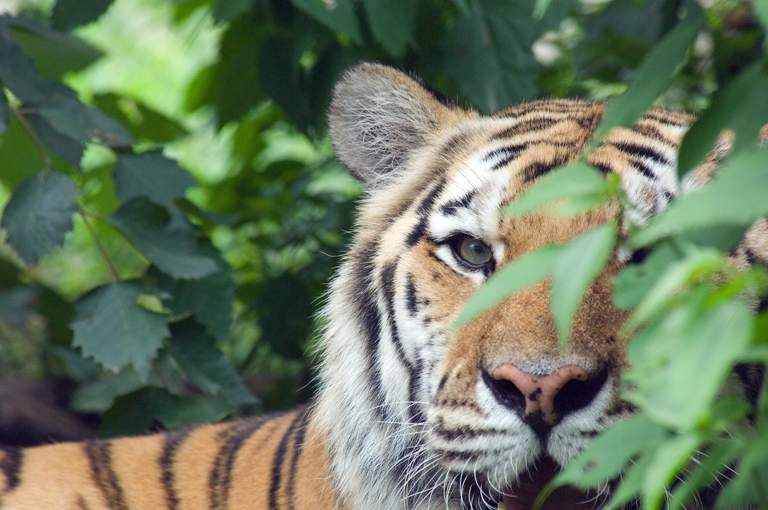 Amur tiger during the summer. Photo credit: Julie Larsen Maher Amur tiger during the summer. Photo credit: Julie Larsen Maher