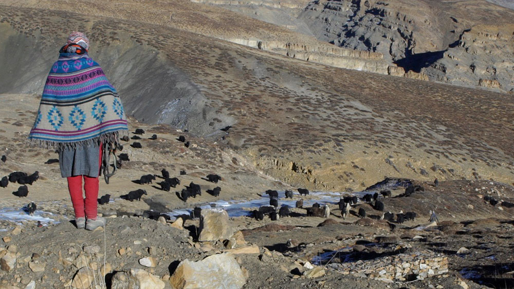 A woman watches over her livestock. A woman watches over her livestock.