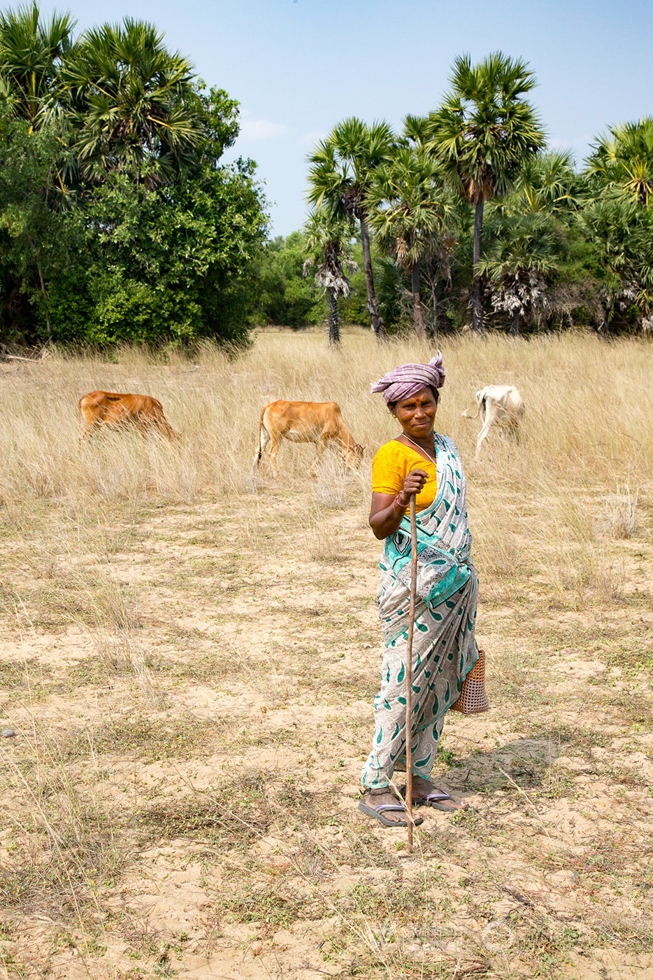 A herder grazes her goats and cattle on grasslands near the Bay of Bengal. The land would have served as a coal storage area if the Cheyyur Ultra Mega Power Plant was built. Photograph by, Dhruv Malhotra © Wilson Center/Circle of Blue A herder grazes her goats and cattle on grasslands near the Bay of Bengal. The land would have served as a coal storage area if the Cheyyur Ultra Mega Power Plant was built. Photograph by, Dhruv Malhotra © Wilson Center/Circle of Blue