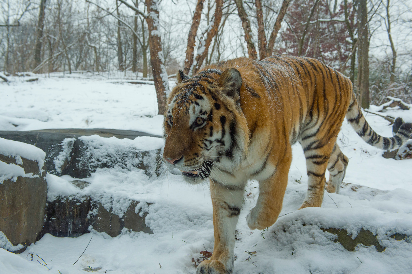 Amur tiger in the winter. Photo credit: Julie Larsen Maher Amur tiger in the winter. Photo credit: Julie Larsen Maher
