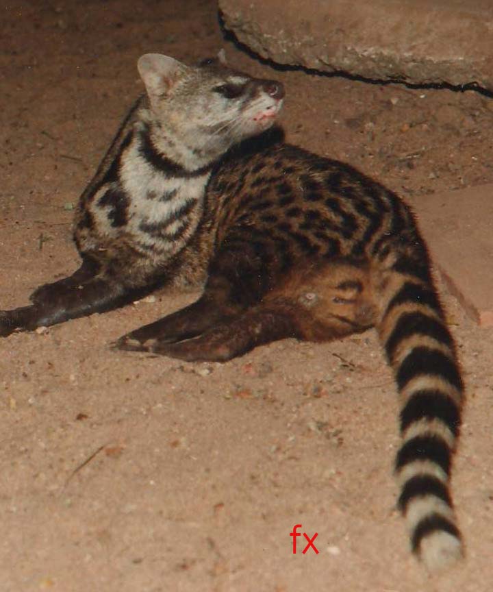 Sniffer male civet. Credit: Francis Xavier Sniffer male civet. Credit: Francis Xavier