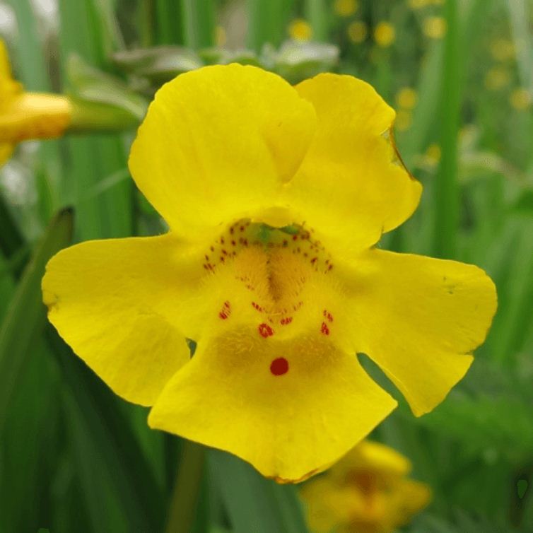 The Scottish monkey flower (Mimulus peregrinus) in its natural habitat in Orkney, Scotland. The Scottish monkey flower (Mimulus peregrinus) in its natural habitat in Orkney, Scotland.