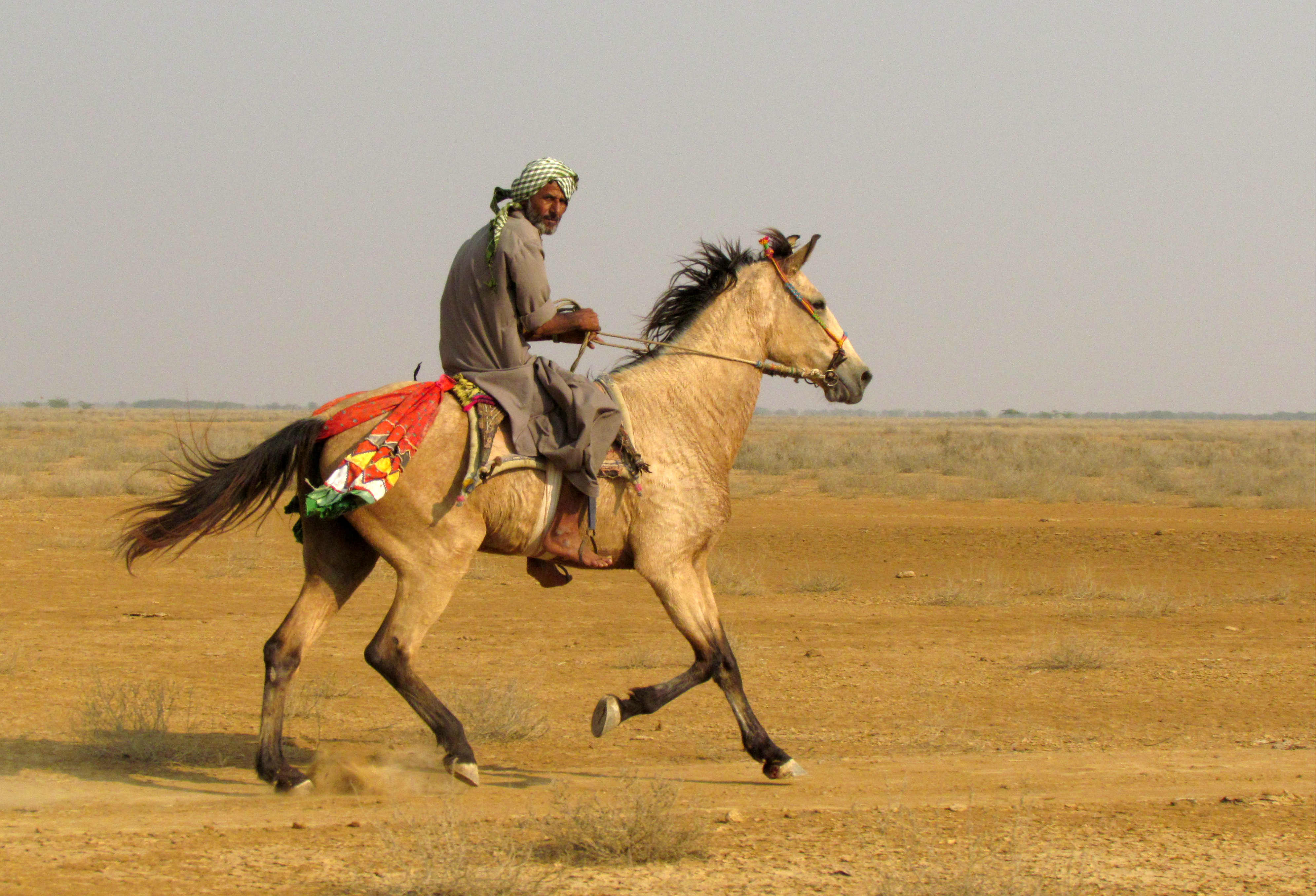 A Maldhari tribesman in Kachch, Gujarat. Credit: Ovee Thorat/ATREE A Maldhari tribesman in Kachch, Gujarat. Credit: Ovee Thorat/ATREE