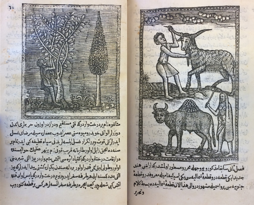 On the left, the famed Chagos tree, the juice of whose fruits is reputed to cure illnesses. On the right, images of native agriculture in South America, including the usage of oxen-like animals to plough fields (BL Or.80.b.7) On the left, the famed Chagos tree, the juice of whose fruits is reputed to cure illnesses. On the right, images of native agriculture in South America, including the usage of oxen-like animals to plough fields (BL Or.80.b.7)
