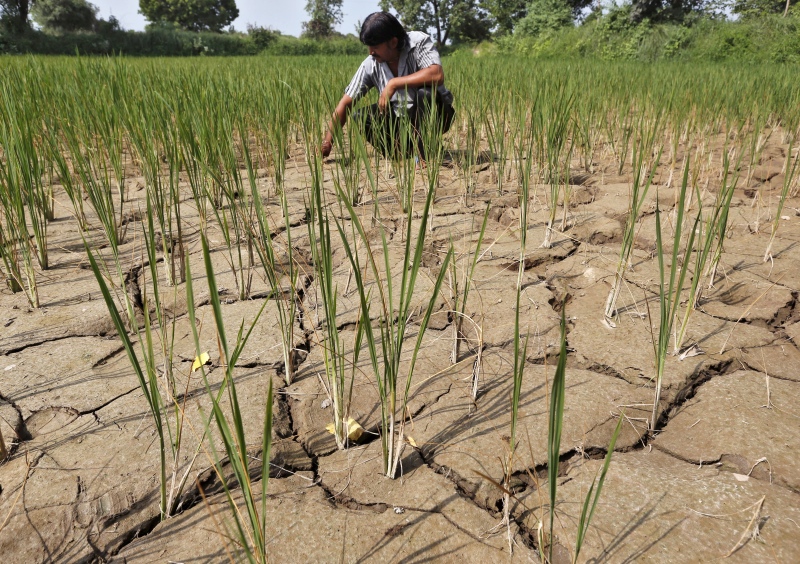 A farmer removes dried plants from his parched paddy field on the outskirts of Ahmedabad in 2015. (Photo credit: Amit Dave/Reuters). A farmer removes dried plants from his parched paddy field on the outskirts of Ahmedabad in 2015. (Photo credit: Amit Dave/Reuters).