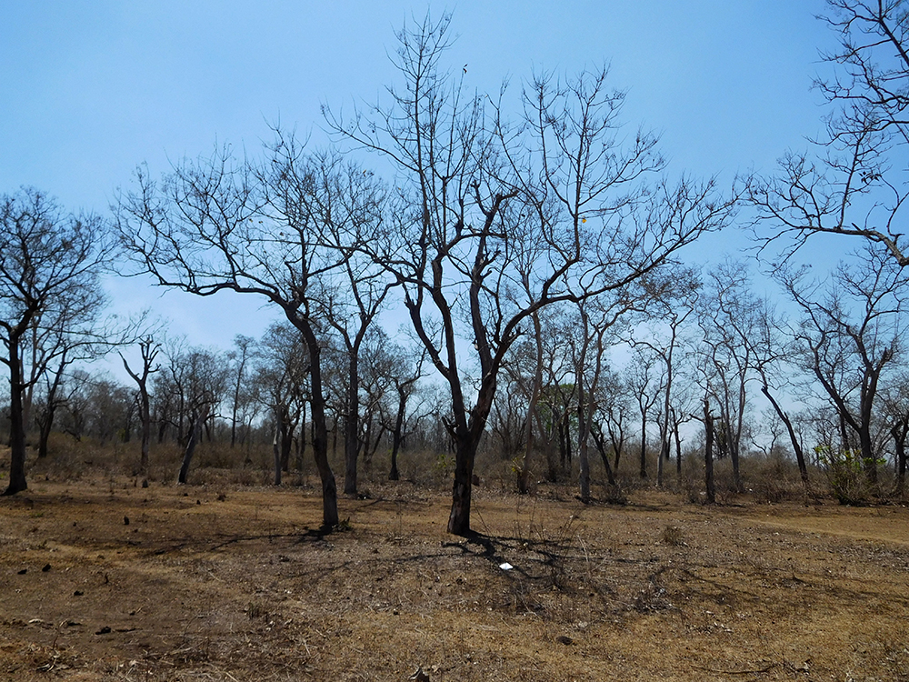 A view of the Moleyuru forest from the Jane Kuruba colony in Moleyuru. (Photo: TA Ameerudheen) A view of the Moleyuru forest from the Jane Kuruba colony in Moleyuru. (Photo: TA Ameerudheen)