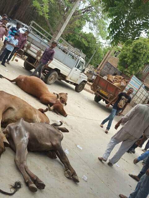 Some protesters in Gujarat began leaving cattle carcasses on the streets on Tuesday itself. Photo: India Resists/Facebook. Some protesters in Gujarat began leaving cattle carcasses on the streets on Tuesday itself. Photo: India Resists/Facebook.