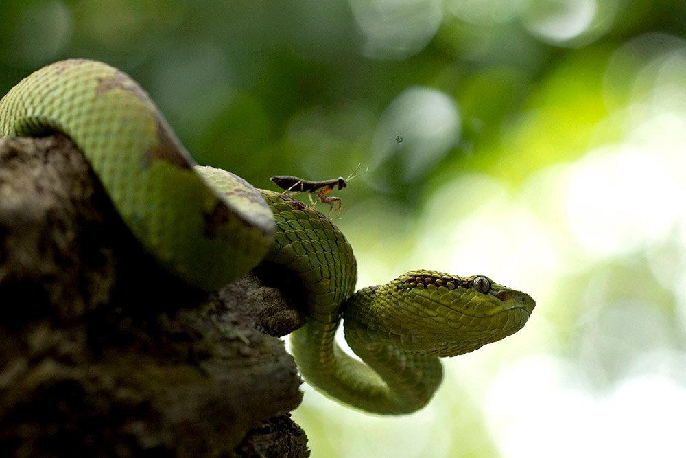 A female Malabar Pit Viper with a praying mantis in Goa's Mhadei wildlife Sanctuary. Photo credit: Nirmal Kulkarni A female Malabar Pit Viper with a praying mantis in Goa's Mhadei wildlife Sanctuary. Photo credit: Nirmal Kulkarni