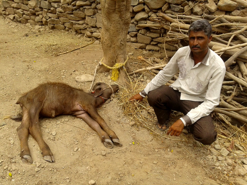 A dead calf in Sowarada village. Ashwin Aahir points to the dry fodder that most animals spit out without chewing. A dead calf in Sowarada village. Ashwin Aahir points to the dry fodder that most animals spit out without chewing.