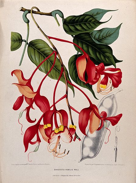 Orchid Tree or Pride of Burma (Amherstia nobilis): flowering branch with separate fruit and sectioned ovary. Chromolithograph by P. Depannemaeker, c. 1885, after B. Hoola van Nooten. Picture credit: Welcome Library, London/Wikimedia Commons CC-BY-4.0 Orchid Tree or Pride of Burma (Amherstia nobilis): flowering branch with separate fruit and sectioned ovary. Chromolithograph by P. Depannemaeker, c. 1885, after B. Hoola van Nooten. Picture credit: Welcome Library, London/Wikimedia Commons CC-BY-4.0