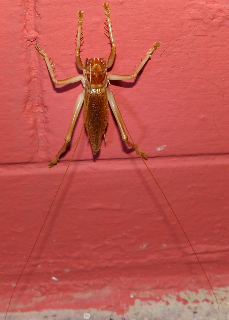 Tree cricket. Credit: Geetha Iyer. Tree cricket. Credit: Geetha Iyer.