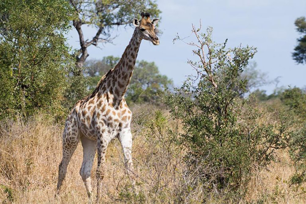Giraffes are a graceful, colourful sight in Kruger. Photo credit: Justin Catanoso for Mongabay Giraffes are a graceful, colourful sight in Kruger. Photo credit: Justin Catanoso for Mongabay