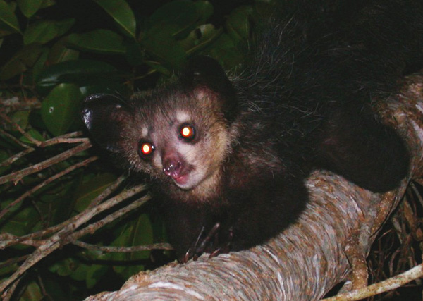 Eyeshine is produced when light is reflected off the tapetum lucidum, a special layer of tissue behind the retina that helps provide night vision for many nocturnal animals. Humans and other primates lack the tapetum lucidum and, thus, eyeshine. Photo credit: Tom Junek/Wikimedia Commons (Licensed under CC BY 3.0) Eyeshine is produced when light is reflected off the tapetum lucidum, a special layer of tissue behind the retina that helps provide night vision for many nocturnal animals. Humans and other primates lack the tapetum lucidum and, thus, eyeshine. Photo credit: Tom Junek/Wikimedia Commons (Licensed under CC BY 3.0)