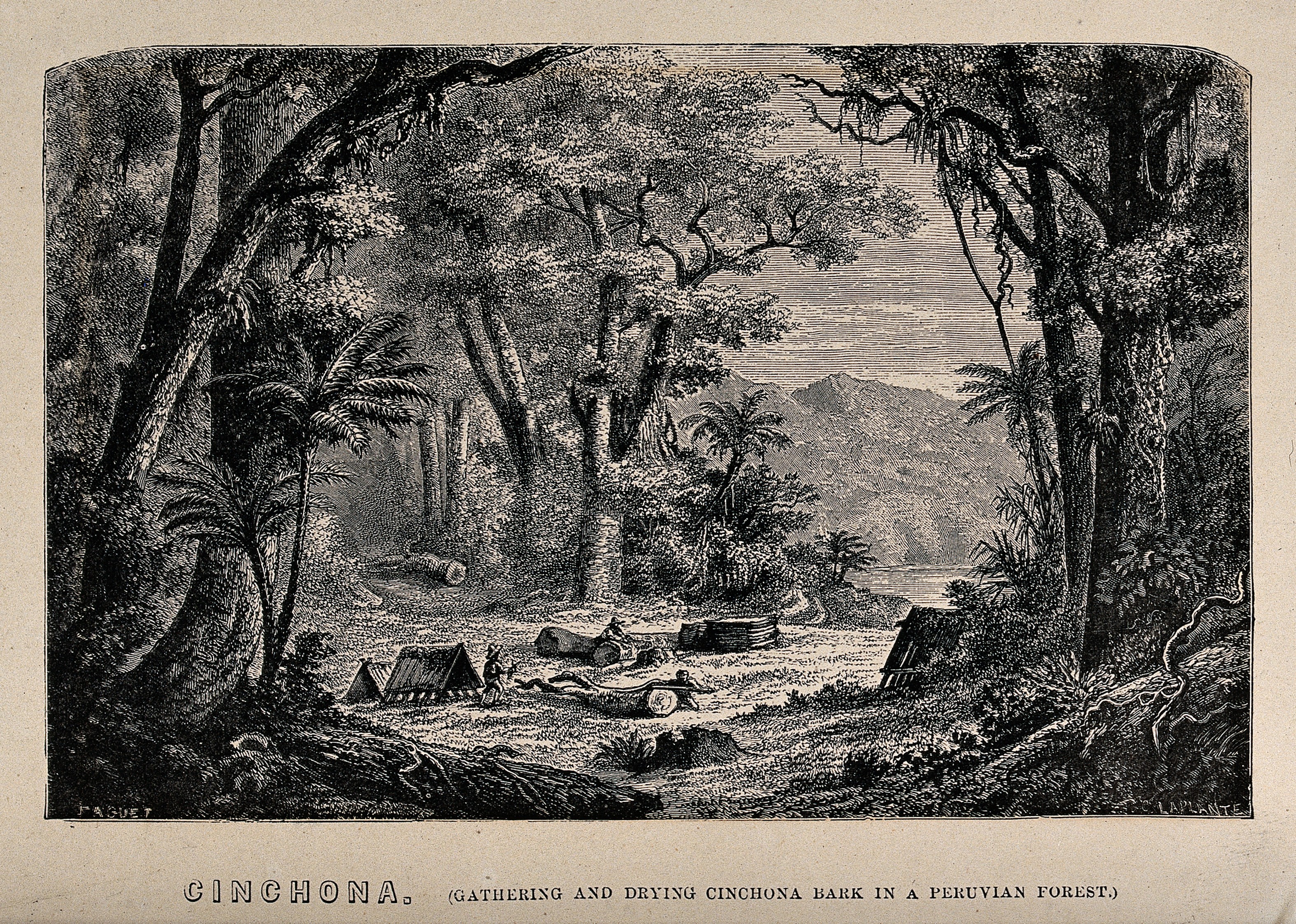 The gathering and drying of cinchona bark in a Peruvian forest – wood engraving by C Leplante (1867) (Image: Wellcome Images/Wikimedia Commons) The gathering and drying of cinchona bark in a Peruvian forest – wood engraving by C Leplante (1867) (Image: Wellcome Images/Wikimedia Commons)