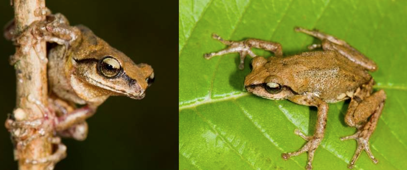 Bush frog Raorchestes honnametti. Bush frog Raorchestes honnametti.
