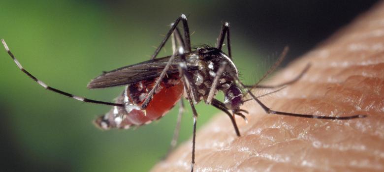 Chikungunya outbreak in Delhi is media-created panic, says Heath Minister Satyendra Jain