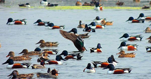 Najafgarh Drain Bird Sanctuary, Delhi