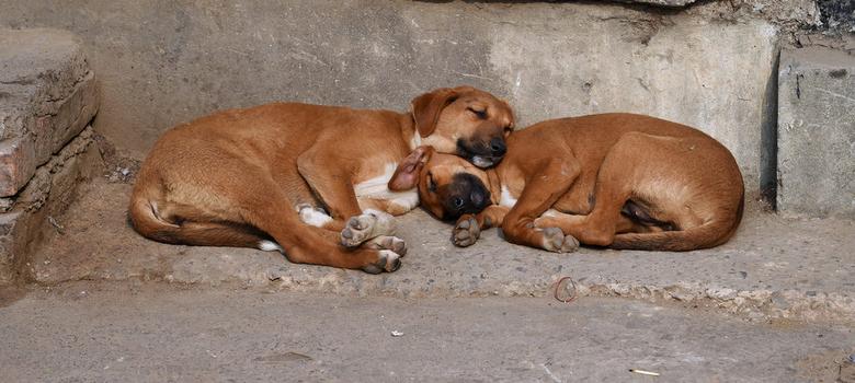 Mumbai: Housing society residents beat up two sisters for feeding stray dogs inside the building