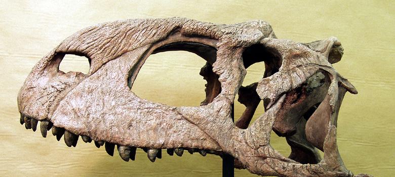 Rajasaurus narmadensis and other wonders: Five places in India to see ancient fossils