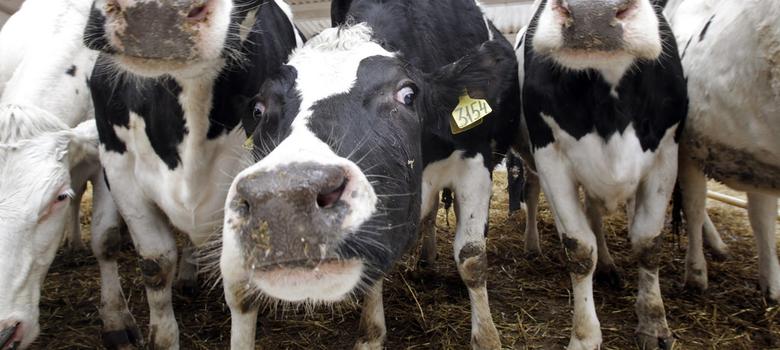 Man killed by gau rakshaks for allegedly smuggling cows in Alwar was a dairy farmer: Report