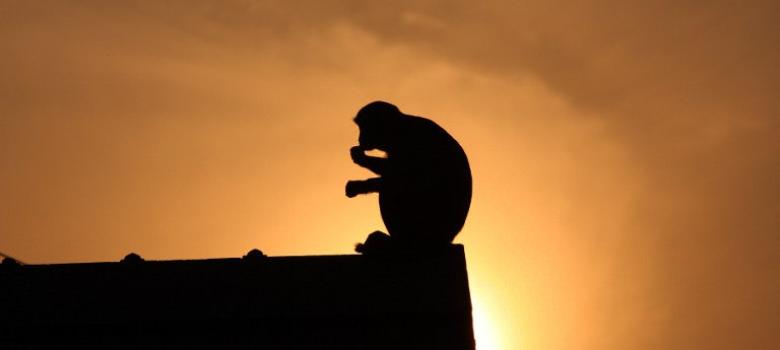 Vellore: Four medical students suspended for torturing monkey to death