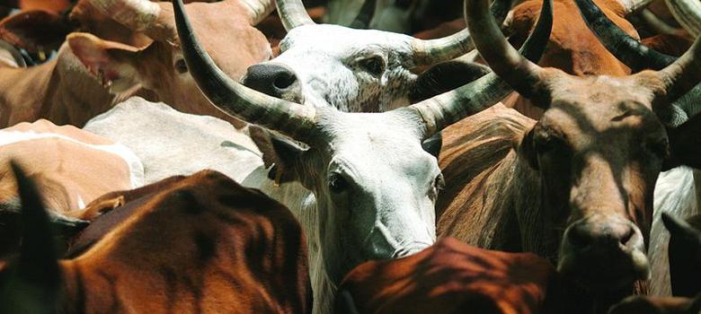 Gujarat man sentenced to three years in prison for possessing beef