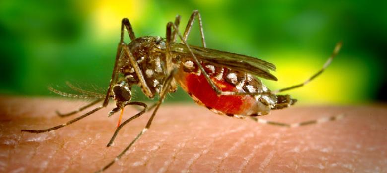 During Cauvery row, Karnataka fights chikungunya epidemic as 911 people test positive for disease