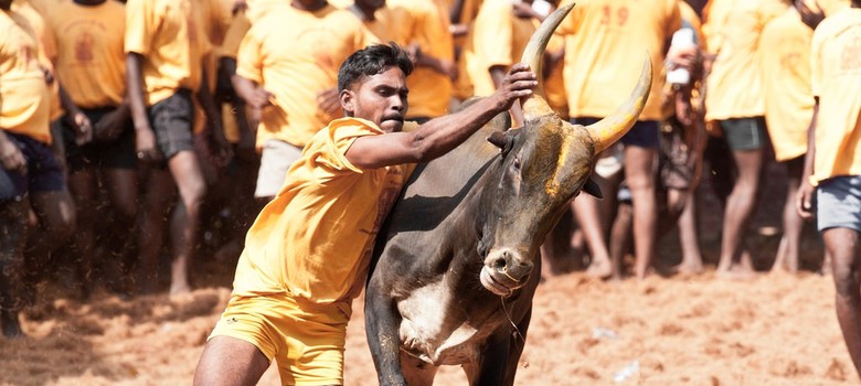 Supreme Court refuses to pass judgment on jallikattu before Pongal