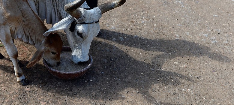 Three people, including a minor, arrested for allegedly carrying beef in Assam