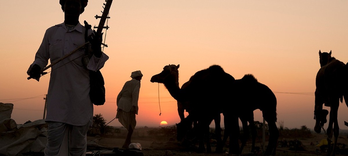 The key to saving Rajasthan’s dwindling camels is their milk