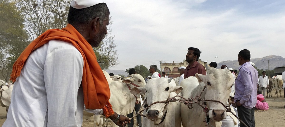 Beef ban: In Marathwada, everyone wants to sell cattle ‒ but nobody can buy