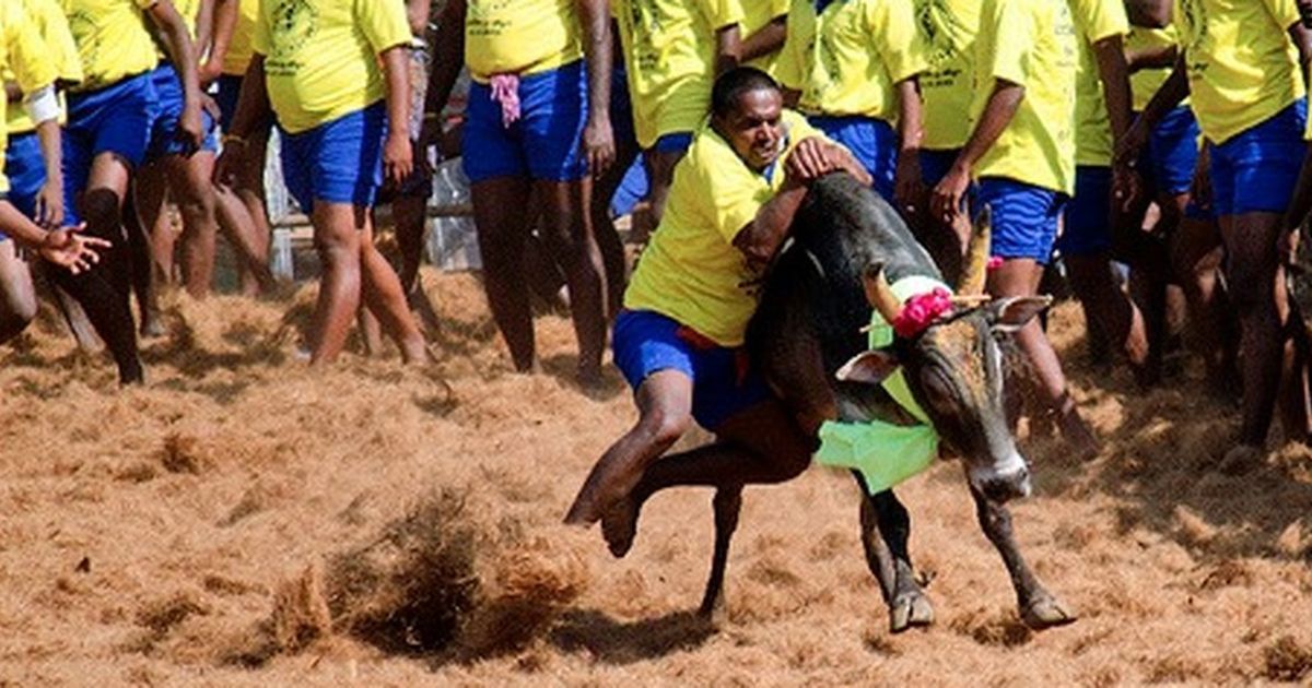 The big news: Protests in Tamil Nadu after SC rejection of jallikattu plea, and 9 other top stories