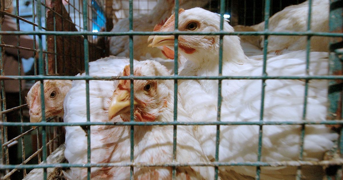 Russia detects first case of bird flu transmission to humans