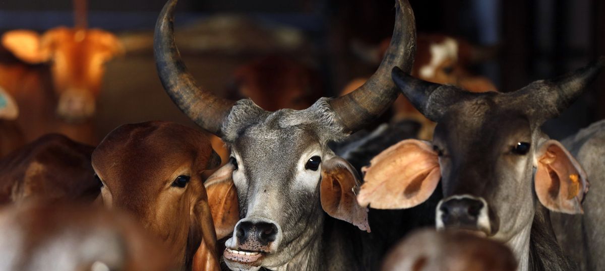 Odisha: Mob sets truck on fire in Ganjam district after suspecting that it carried beef