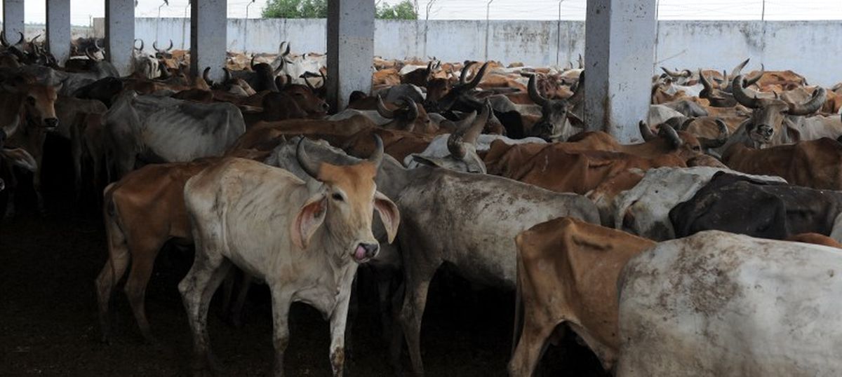 Centre to spend Rs 50 crore to tag four crore cows in Aadhaar-like system: Hindustan Times