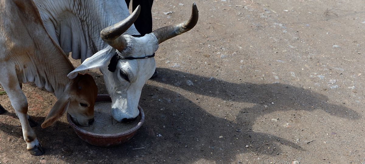 Madras High Court stays Centre’s rules banning sale of cattle for slaughter at markets