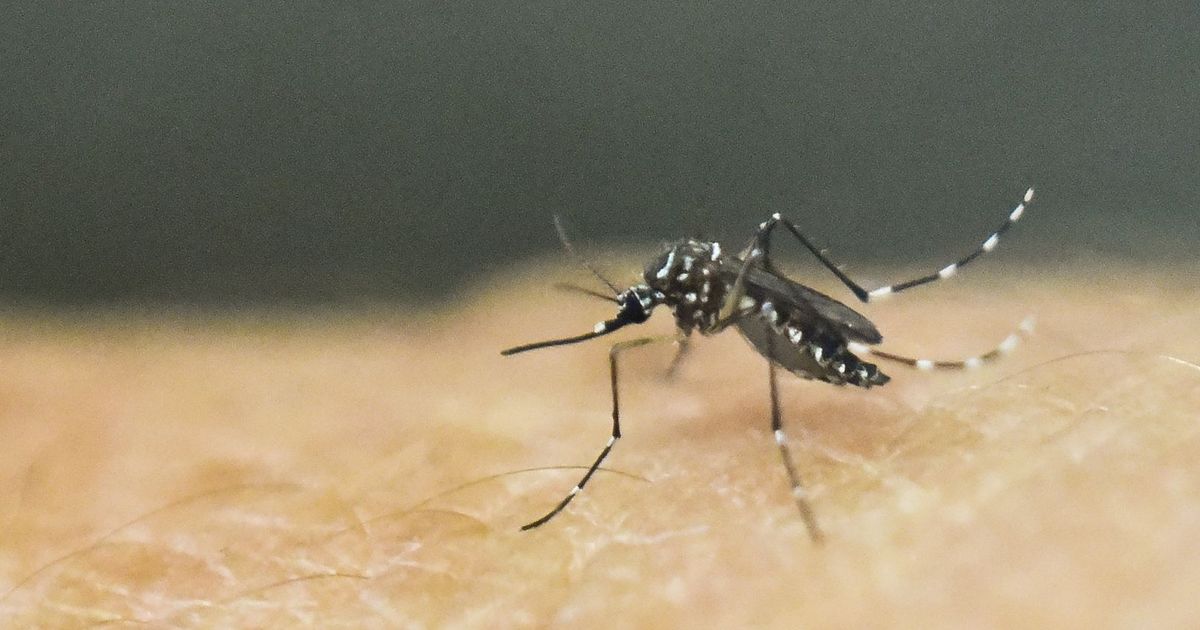 Zika virus: Kerala on alert after 13 new cases reported in Thiruvananthapuram 