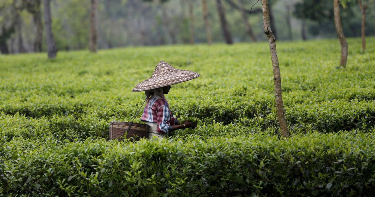 Assam clears tea plantations for airport that has not been sanctioned