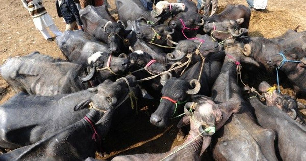 The big news: Three Muslims in Delhi assaulted for transporting buffaloes, and 9 other top stories