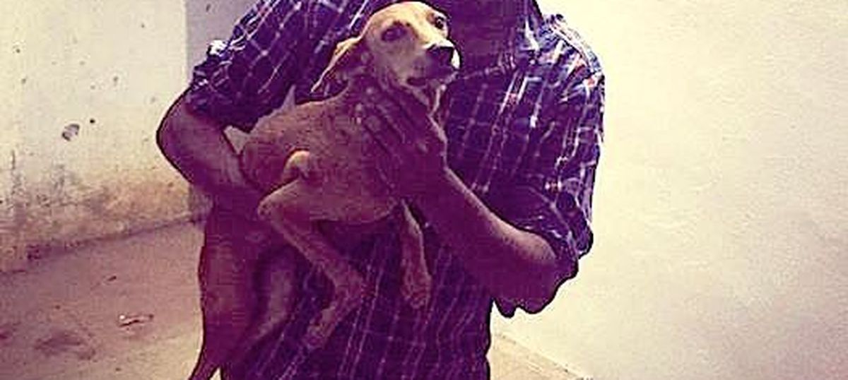 The dog that was thrown off a Chennai building has been found alive